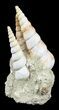 Fossil Gastropod (Haustator) Cluster - Damery, France #56378-2